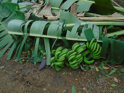 banana trees fallen means no food 2